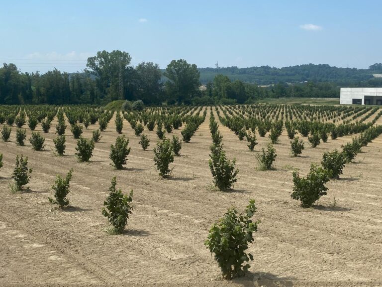 nocciolo corileto nuovo impianto
