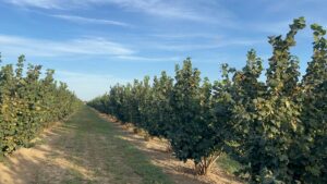 Nocciole in romagna corileto azienda sirri terremerse