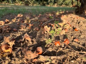 Nocciole in Romagna azienda sirri terremerse