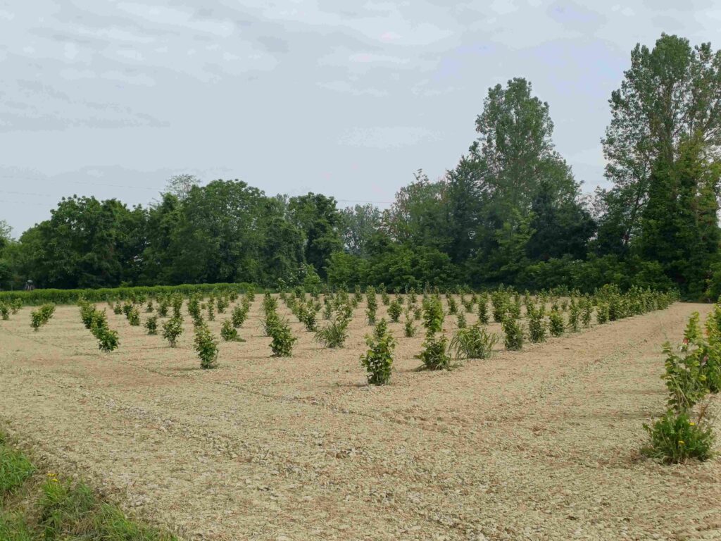 Romania: un investimento in corilicoltura di 4,6 milioni di euro UE