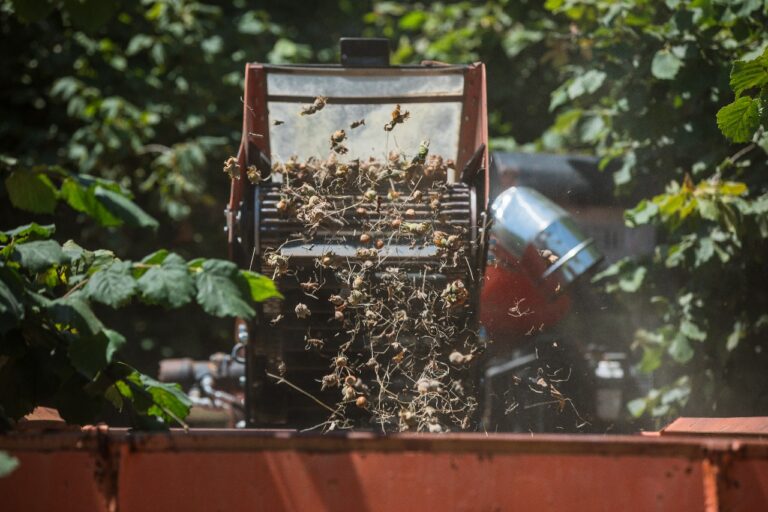 Nocciole in Georgia
