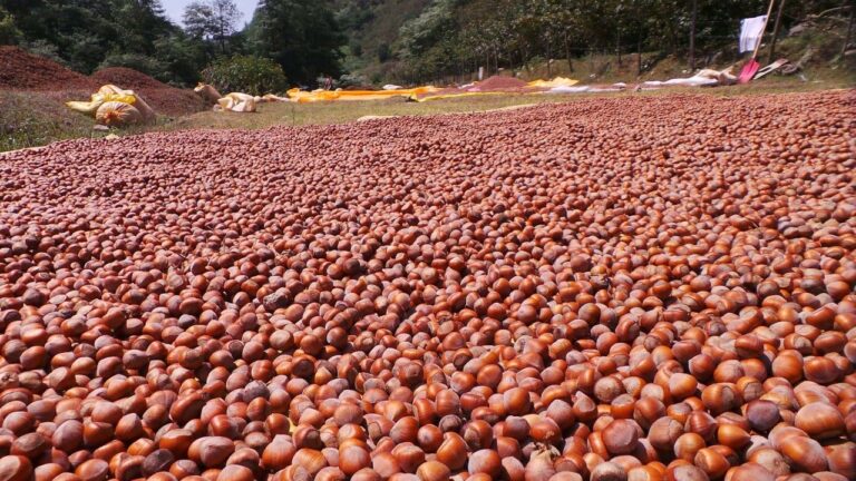Giresun Tombul