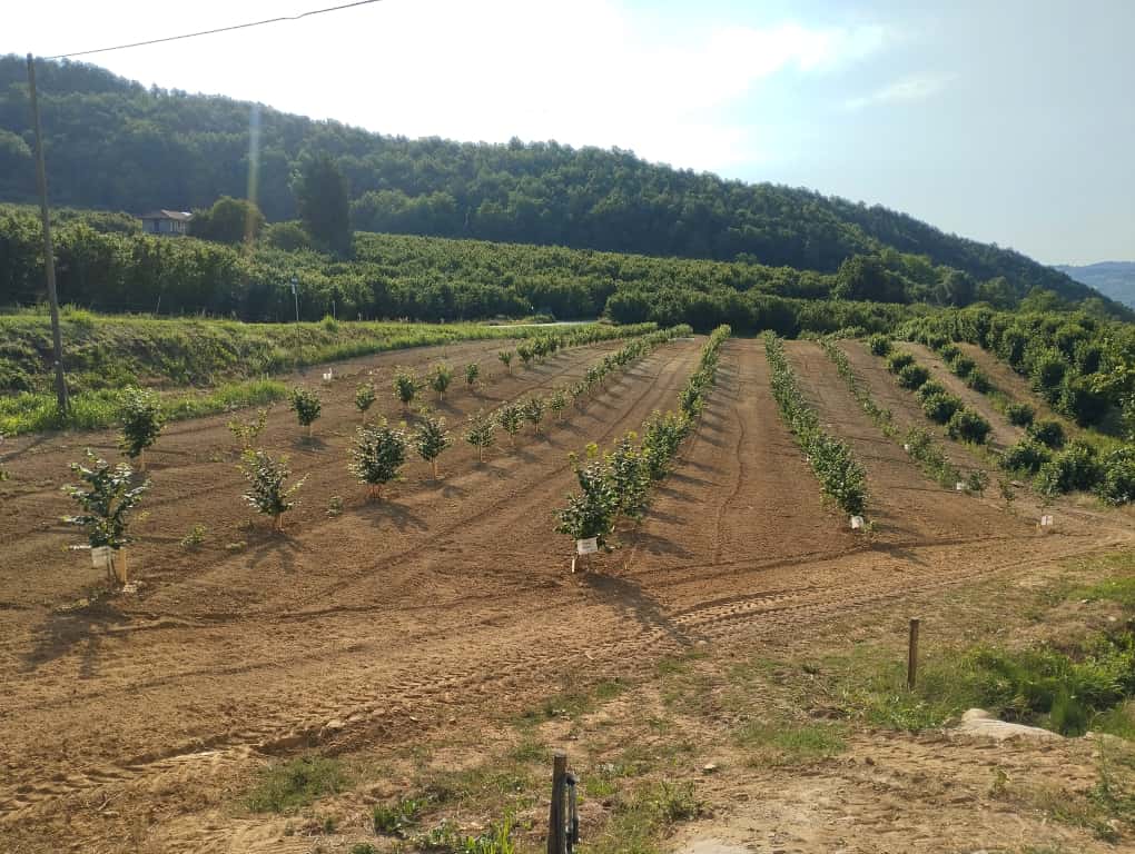 Agrion, il programma dell’Open Day nocciolo 2025