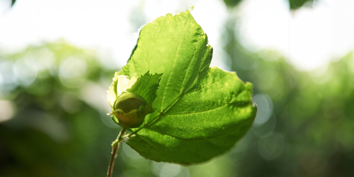 Hazelnut Agronomy Program
