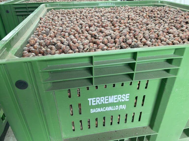 Progetto Nocciolo Terremerse nocciole raccolte