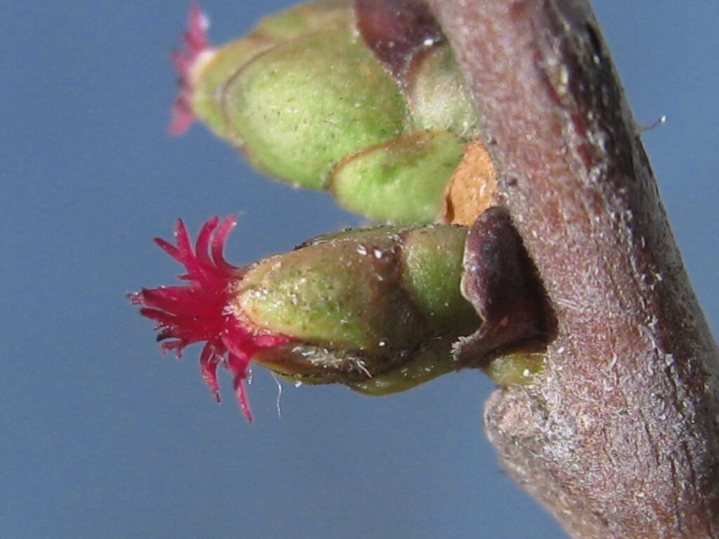 Raccolto delle nocciole in Piemonte: cosa dicono i dati aggiornati 2025