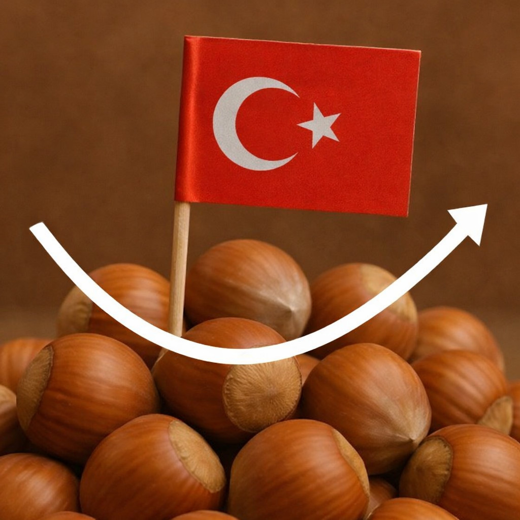 Prezzi delle nocciole turche. Aggiornamento del 10-01-2026