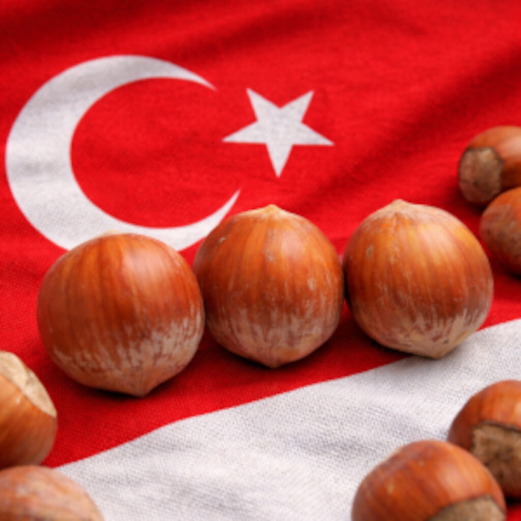 Prezzi delle nocciole turche. Aggiornamento del 21-02-2026