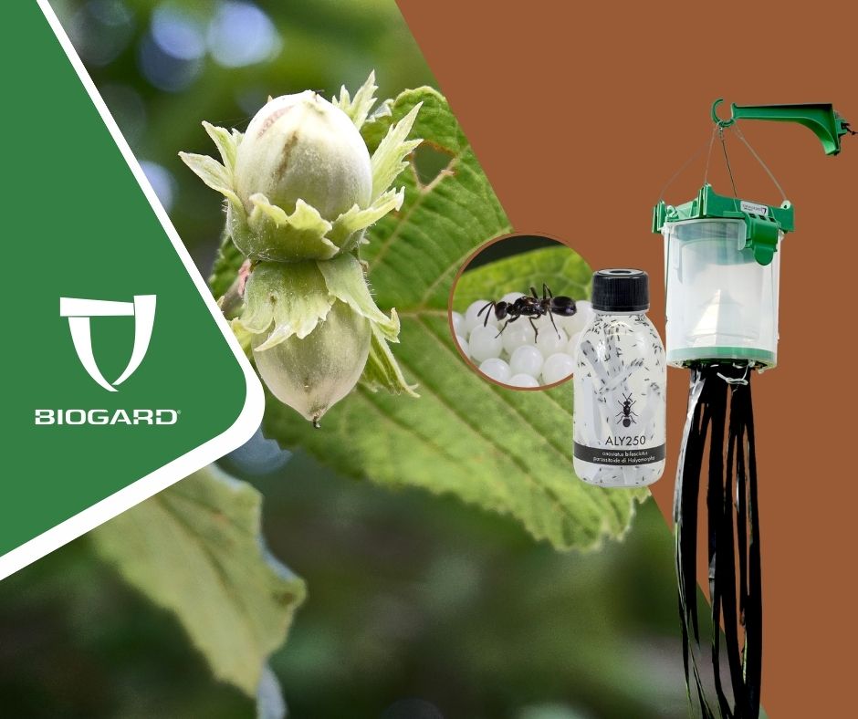 Cimice asiatica nel nocciolo, sinergia tra Shindo Trap e Anastatus bifasciatus