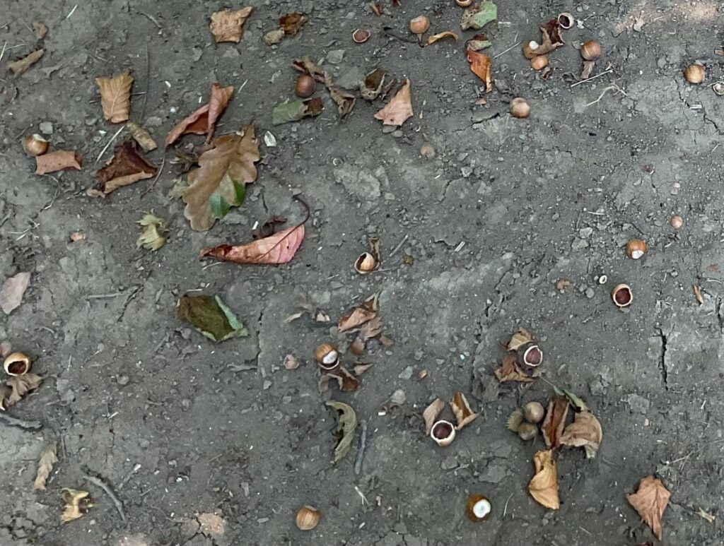 Il ghiro minaccia la corilicoltura