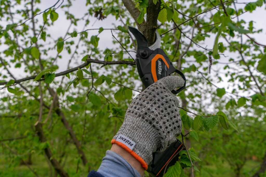 Potatura del nocciolo Pellenc