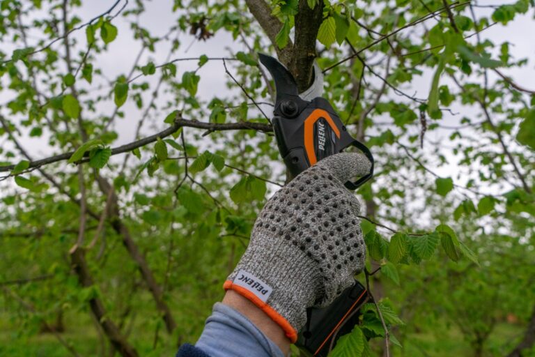 Potatura del nocciolo Pellenc