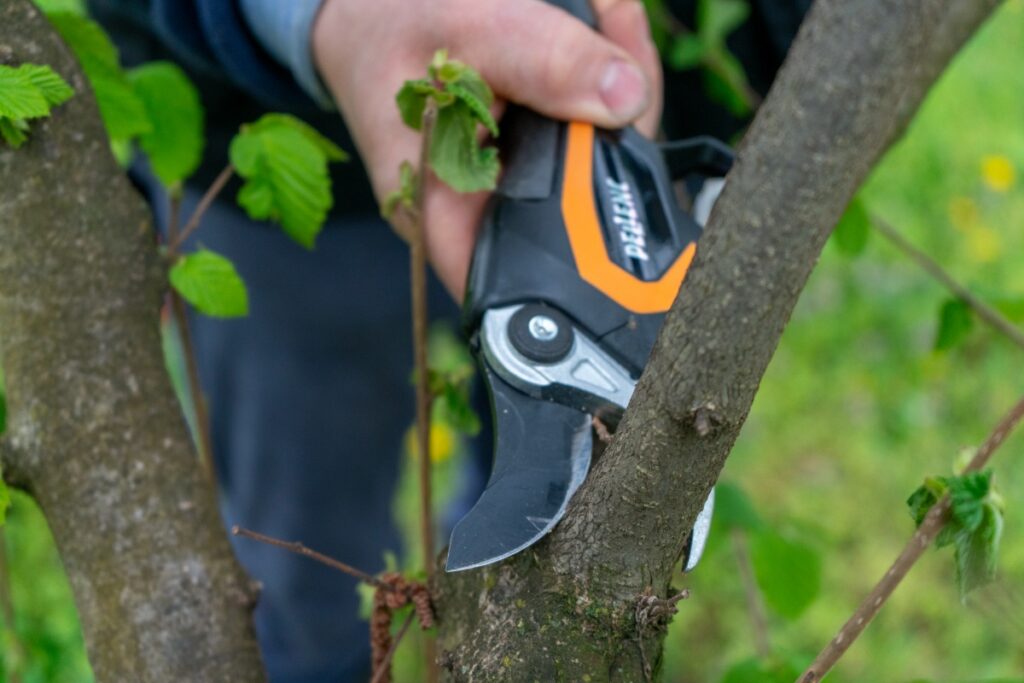 Potatura nocciolo Pellenc taglio