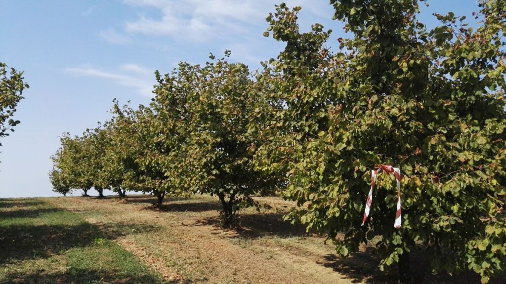 Ridurre l’alternanza produttiva nel nocciolo: tre anni di prove su biostimolanti e fertirrigazione