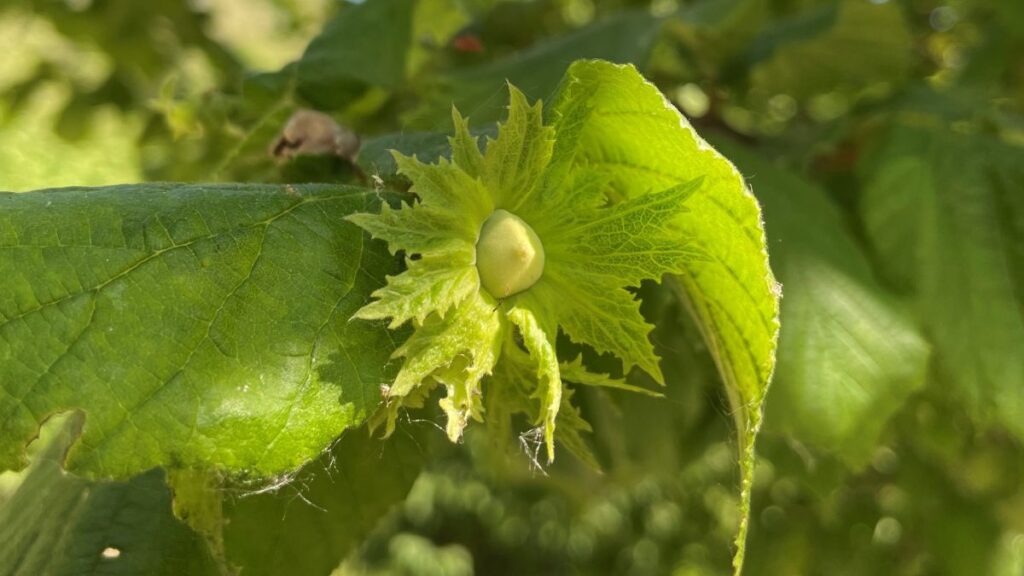 Nocciolo e stress da caldo: come preservare resa e qualità