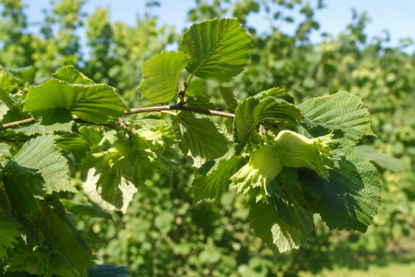 Gestione nutrizionale del nocciolo in giugno: sostenere allegagione, crescita e risposta agli stress