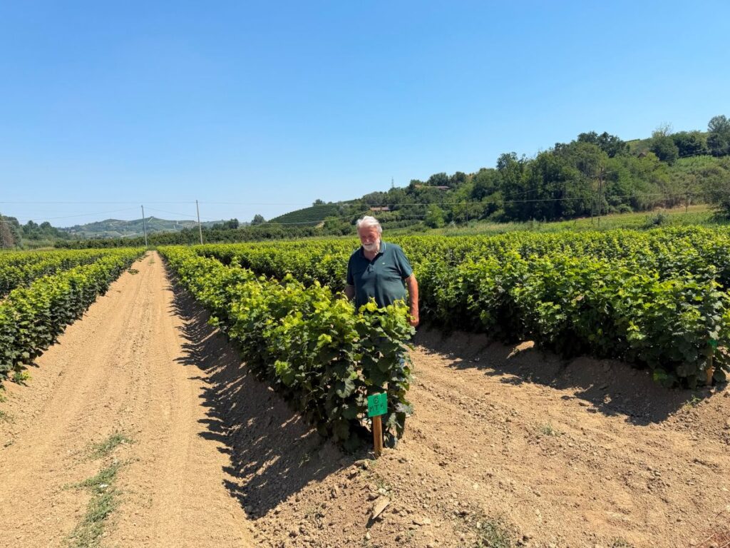 Nocciolo, Traversa: “Radici giovani per la Tonda Gentile”