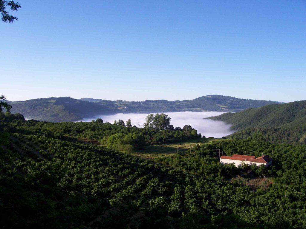 Open day nocciolo